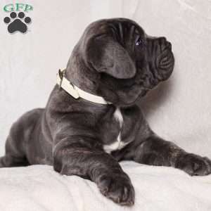 Gus, Cane Corso Puppy